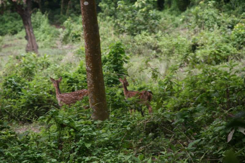 India & Nepal 2011 - 0558